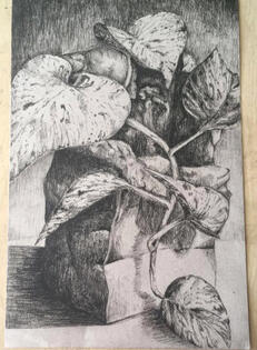 Pothos Charcoal Study 2018