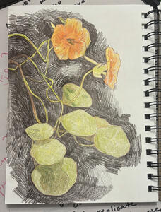 Nasturtium 2025